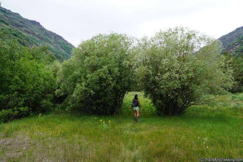 Tree tunnel on the Little Blitzen Trail